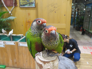 めちゃ触れる動物園のアカビタイ？