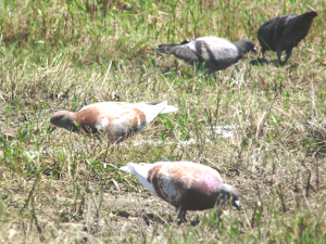 綺麗な色の鳩