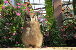 福ふくフクロウいやミミズク