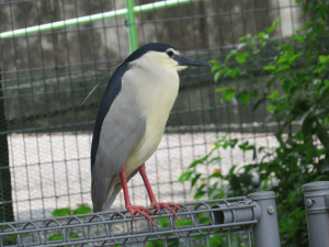 観客のゴイサギさん