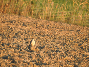 遠くのコチョウゲン、夕暮れです