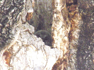 野鳥にも載せたけど可愛いから(*^。^*)