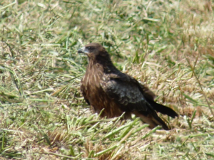 立派な鳶、オオタカならいいのにー