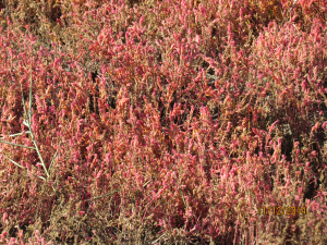 アッケシソウも紅葉（塩水でも育つ植物）