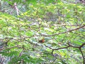 遠くに見えるはソウシチョウ