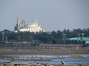 ディズニーランドが見えます