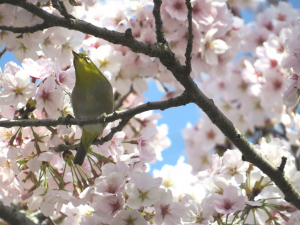 桜には目白も