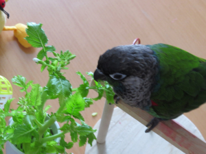 冷蔵庫栽培の大根の花を食べる