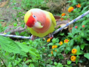 飛べない鳥