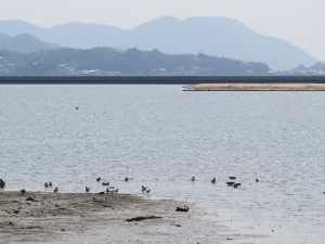 今回の鳥見の場所はこんなところです