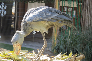 ハシビロコウ動く