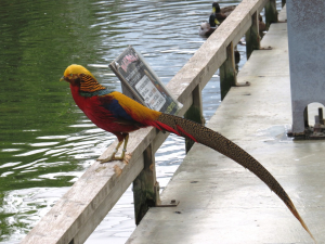 花鳥園のキンケイ