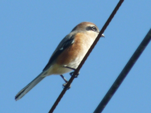 百舌鳥さん