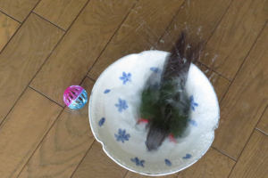 パシャパシャパシャ