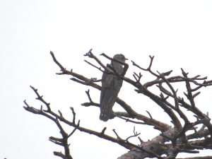 ホトトギス、鳴いていたから・・確かかな