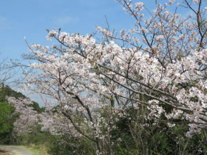 裏山の桜