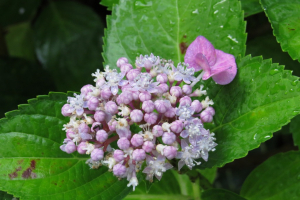 リボンをつけた紫陽花