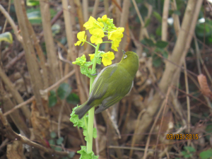 ミカンが切れたら菜の花に