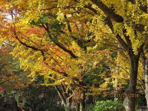 綺麗な紅葉