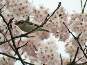 ニュウナイ雀