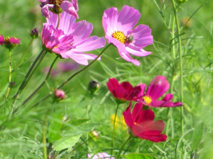 綺麗な花には虫が・・