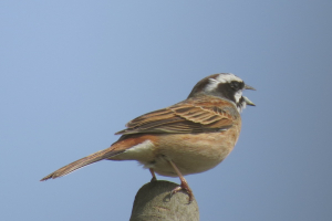 成鳥です