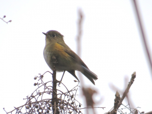 ルリビタキ♀メスは地味です