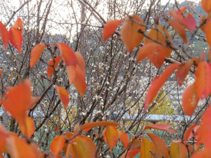 紅葉と桜　変ですねー