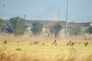 タゲリの群れ