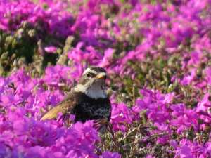 お花のなかのつぐみん