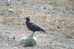 干拓地のカラススイカ美味しいかい