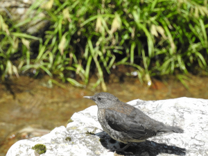 カワガラスの若鳥