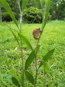 夏のわすれもの