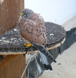 飼われているチョウゲンボウ