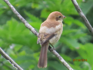 ア〜百舌鳥さんでした