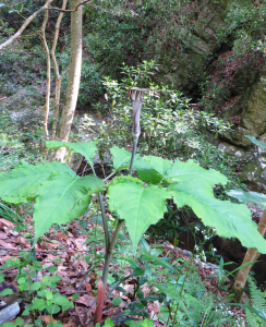 マムシそう