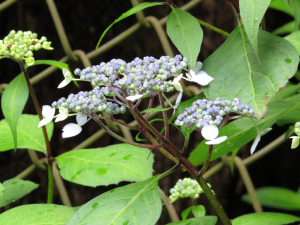 山紫陽花