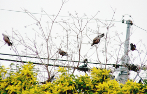 鳩のなる木