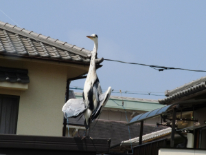 置き物かと思ったよ、暑そうだね