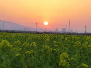 菜の花畑と夕日