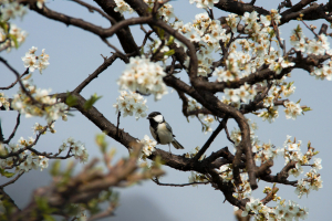 シジュウカラの花見