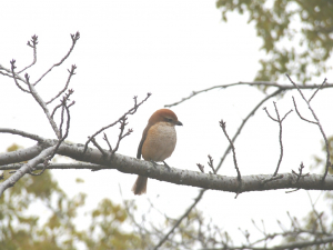 赤百舌鳥？