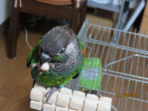 あれれったべちゃうの？