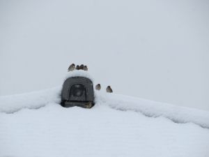 窓を開けるとそこは雪国であぅた