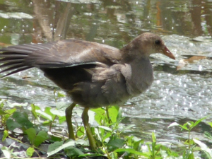 バンの若鳥