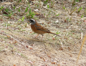 地面におりたホオジロ