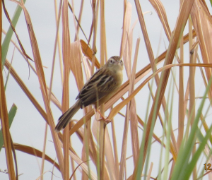 飛びながら鳴くんですチャッ