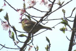 名残の桜にアオジ