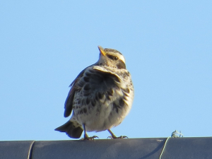 風に吹かれて・・ツグミ