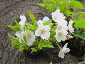 もう葉桜に